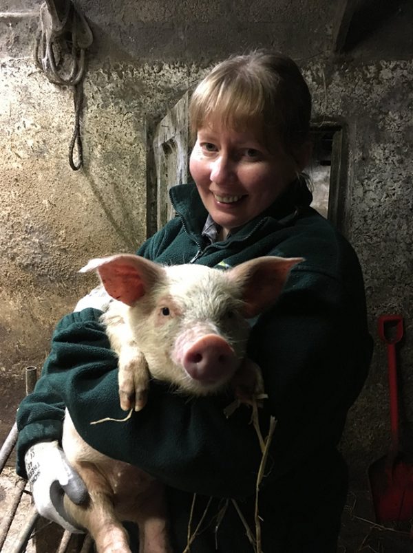 Picture of pig