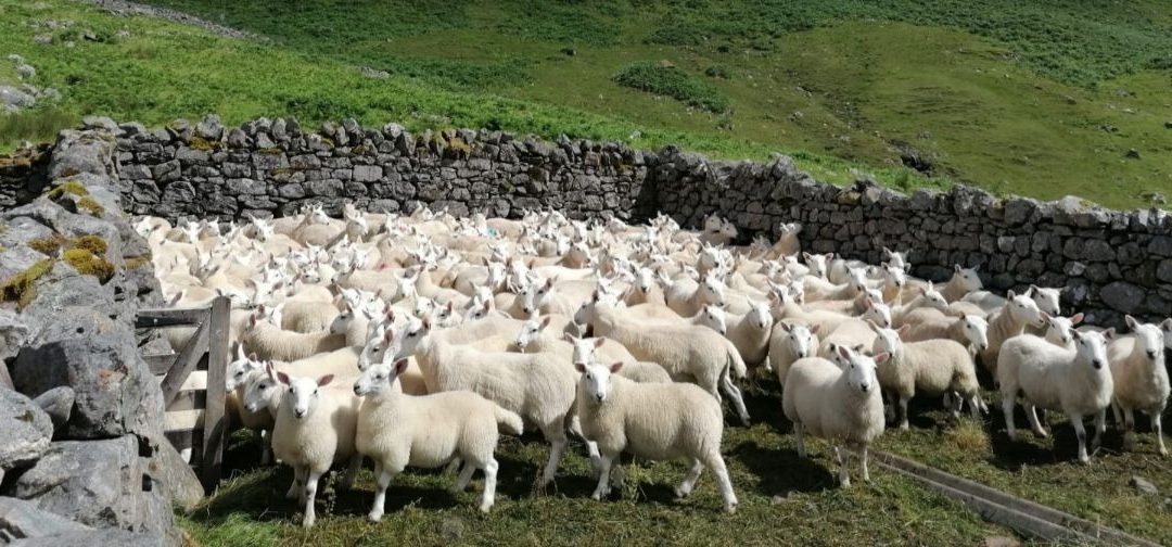 Scottish sheep producers call on government to come clean