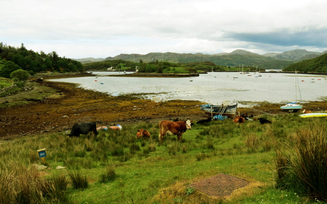 More staff for regulation very welcome says Crofting Federation