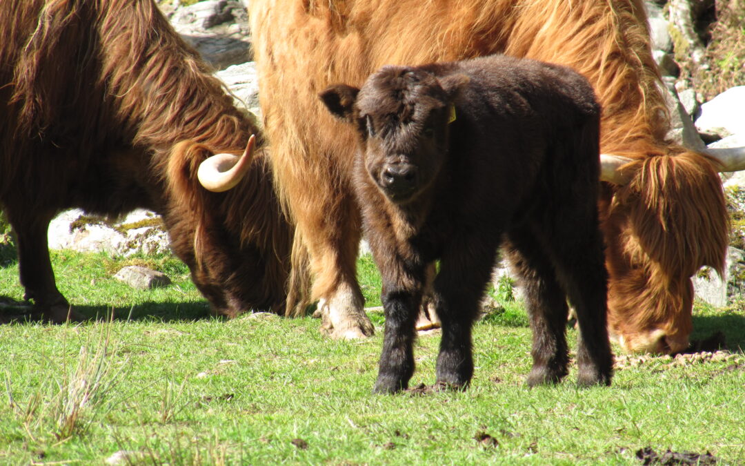 Government responds to Scottish Crofting Federation’s push for a derogation from the calving interval conditionality