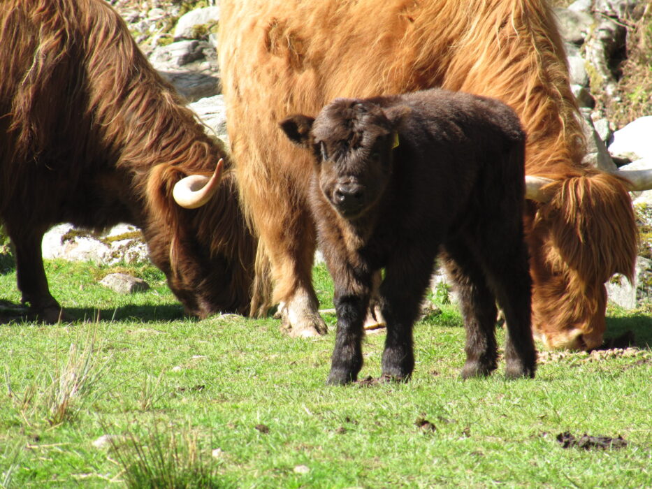 Two cows eating grass, calf in foreground looking at camera