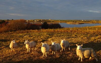 Scottish Crofting Federation Welcomes Increased Focus from Commission