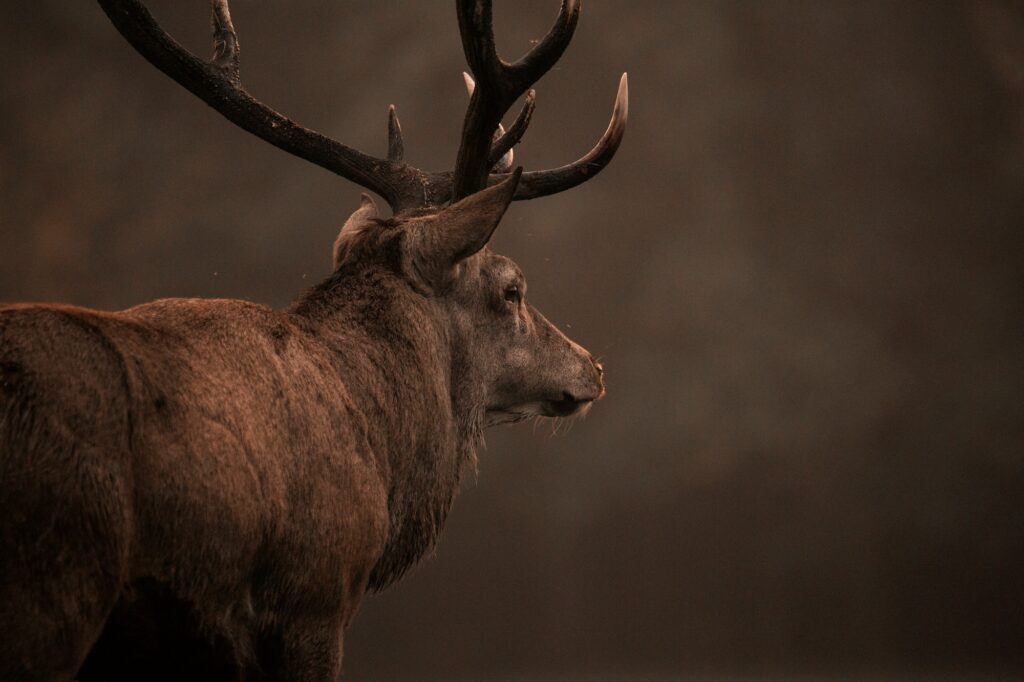 The image shows a red deer stag with large antlers.