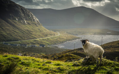 Crofting and Scottish Land Court Bill: Stage 1 Briefing