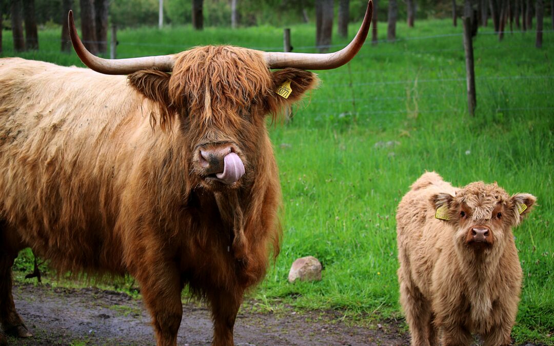 SRUC Report Confirms Small Herds Hit Hardest